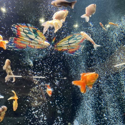 motofuchie-biological-garden-6 大水槽の金魚(元渕江公園の生物園)