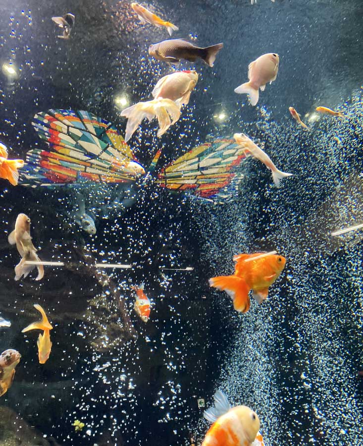 motofuchie-biological-garden-6 大水槽の金魚(元渕江公園)