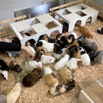 motofuchie-biological-garden-7 モルモット(元渕江公園の生物園)