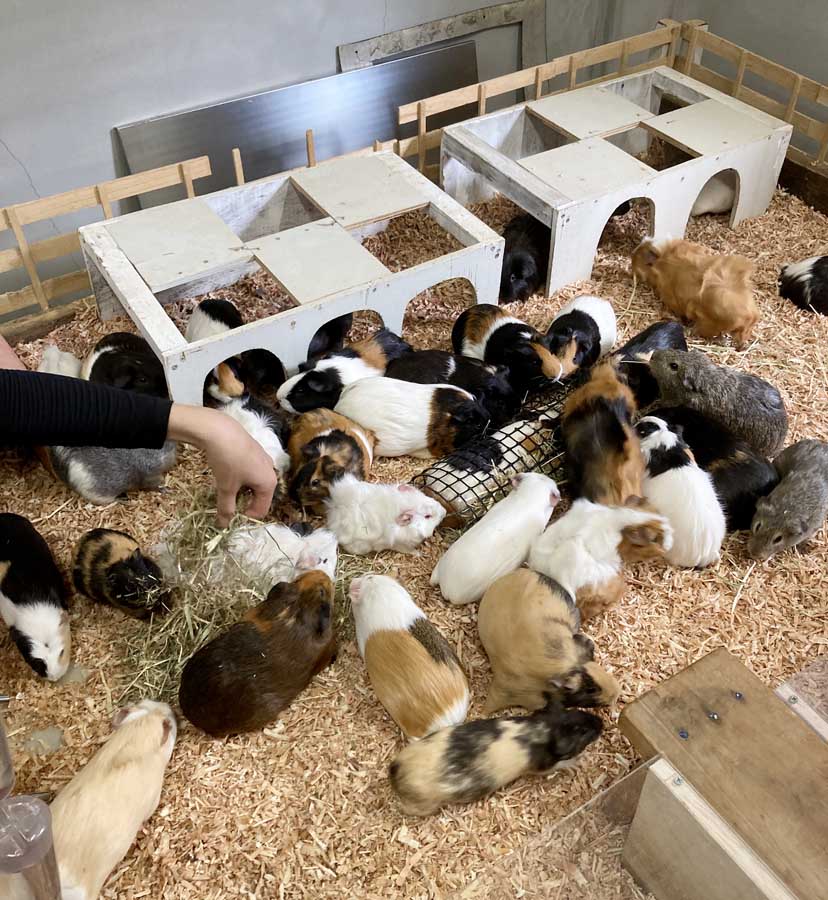 motofuchie-biological-garden-7 モルモット(元渕江公園)