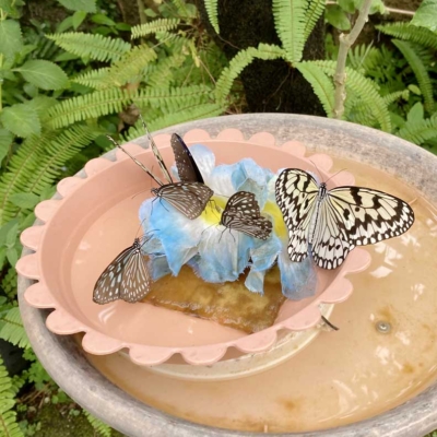 motofuchie-biological-garden-9 チョウチョのいる温室(元渕江公園の生物園)