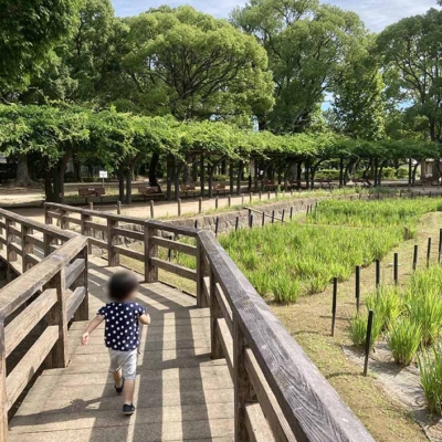 syoubu-landscape-12 しょうぶ田周辺(しょうぶ沼公園)