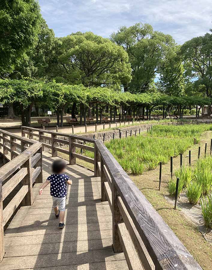 syoubu-landscape-12 しょうぶ田周辺(しょうぶ沼公園)