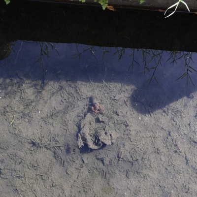 syoubu-waterside-16 親水エリアにいるザリガニ