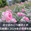 東京都足立区のバラ園はこの3つ！2024年の見頃と開花情報の調べ方も紹介
