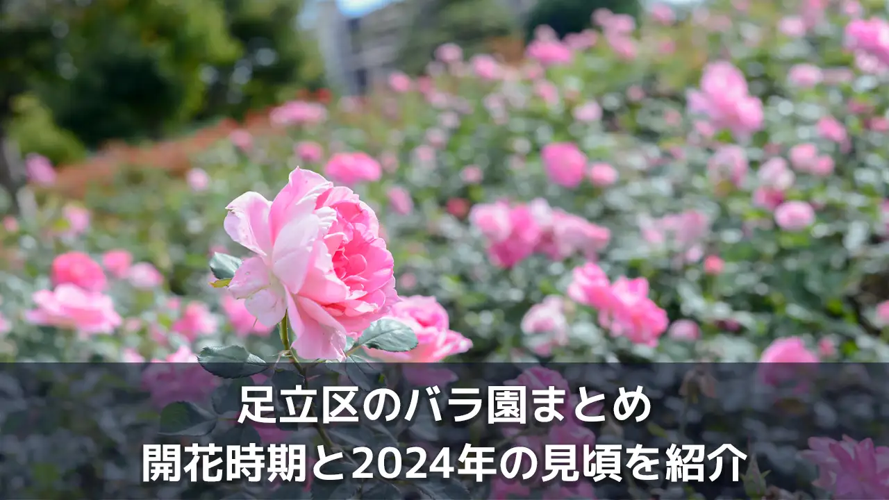 東京都足立区のバラ園はこの3つ！2024年の見頃と開花情報の調べ方も紹介