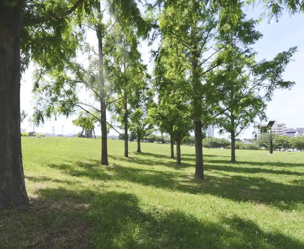 汐入公園にある芝生広場